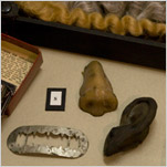 A Funeral Museum at Death’s Door